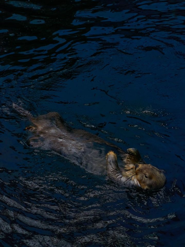 Oceanário de Lisboa