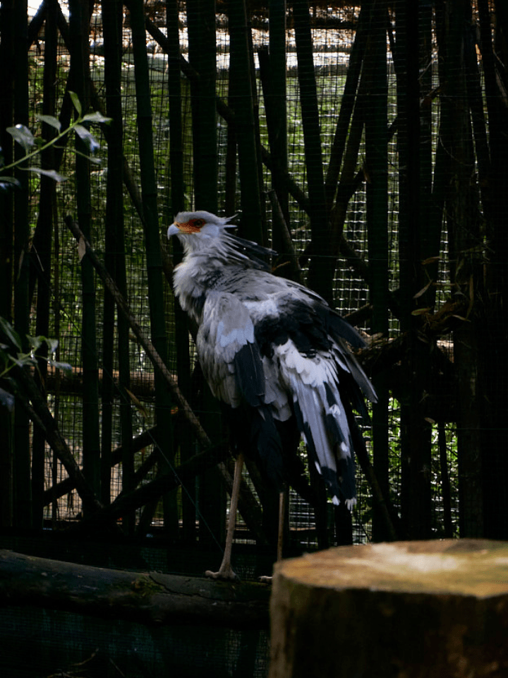 Mais Para Ver Zoo de Lourosa