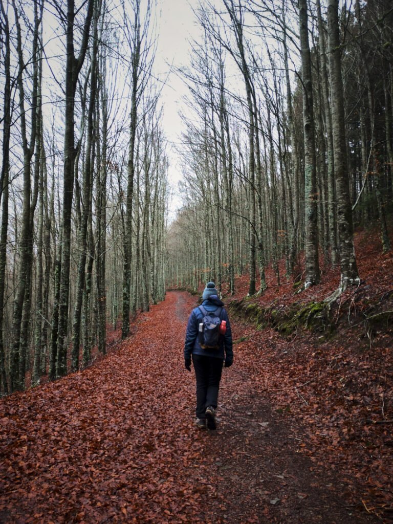 Bosque das Faias