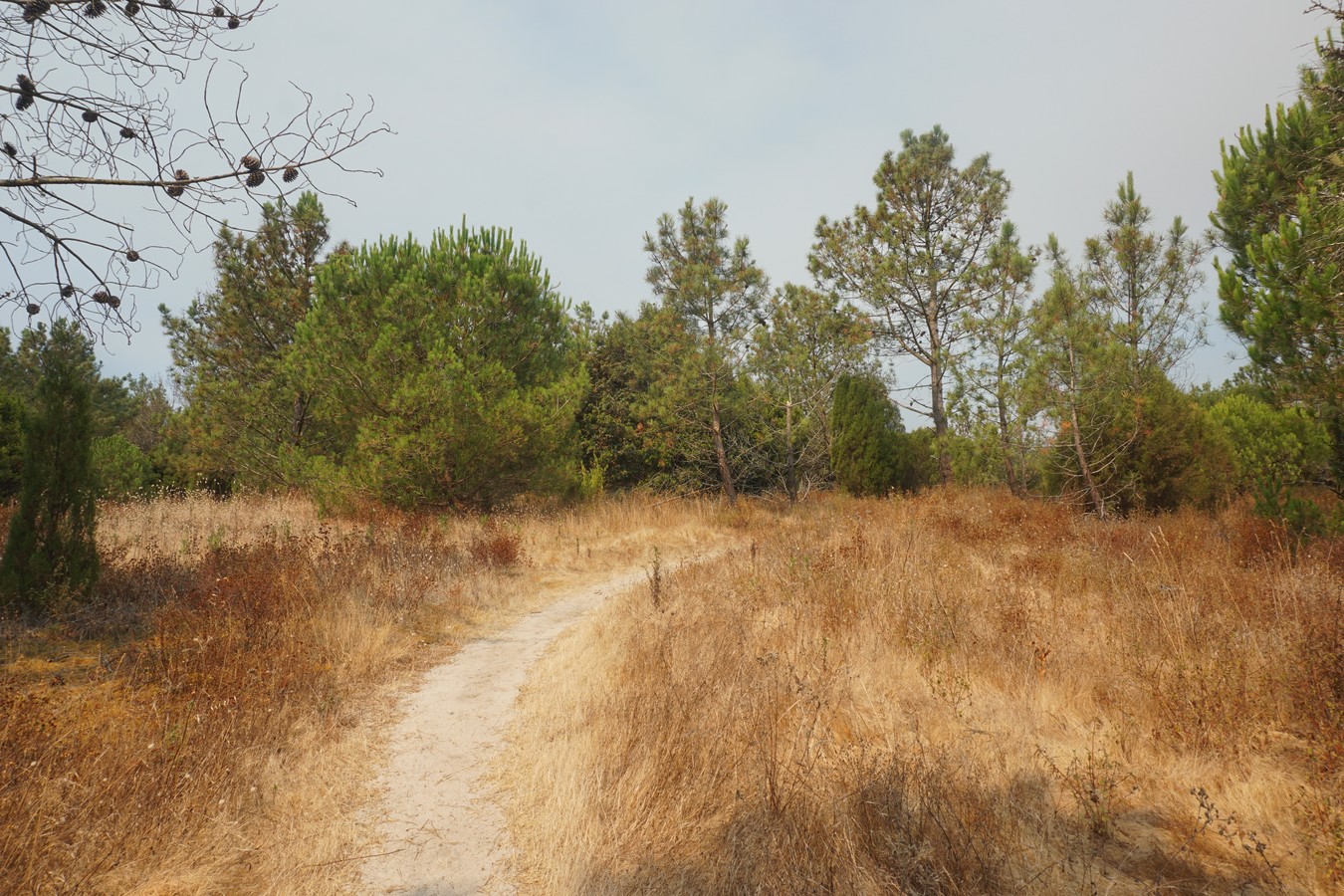 Reserva das Dunas de São Jacinto: Trilho