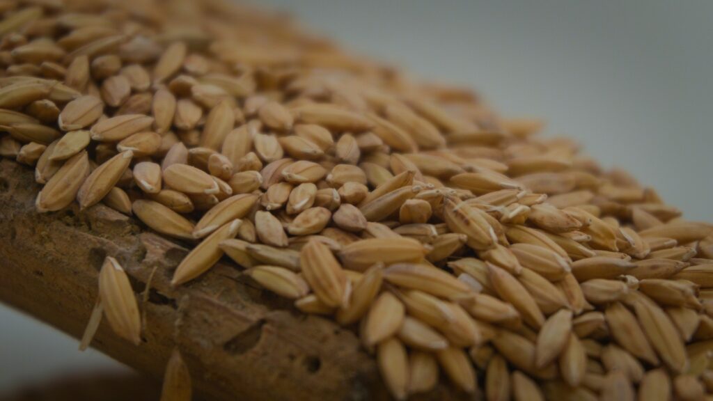 Detalhe do arroz