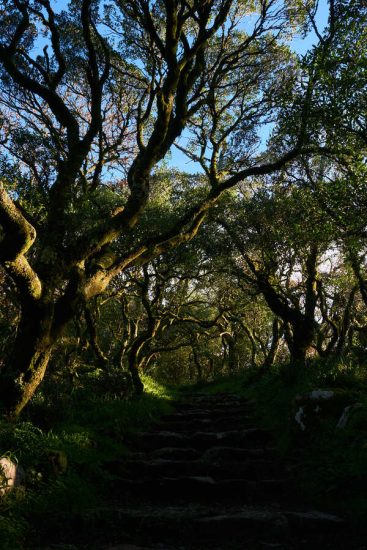 Floresta relíquia